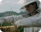 Hive