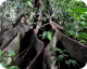Il était une forêt