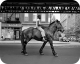 Finding Vivian Maier
