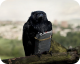 Four Lions