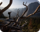 Free Solo
