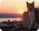 Kedi