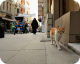 Kedi