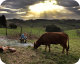 La vache