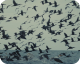 Souls of a River 