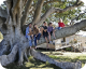 The Tree
