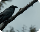 The Whale and the Raven