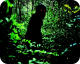 Uncle Boonmee Who Can Recall His Past Lives