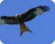 Vogelperspektiven