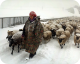 Hiver Nomade