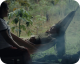 Yanuni – Die Stimme des Amazonas